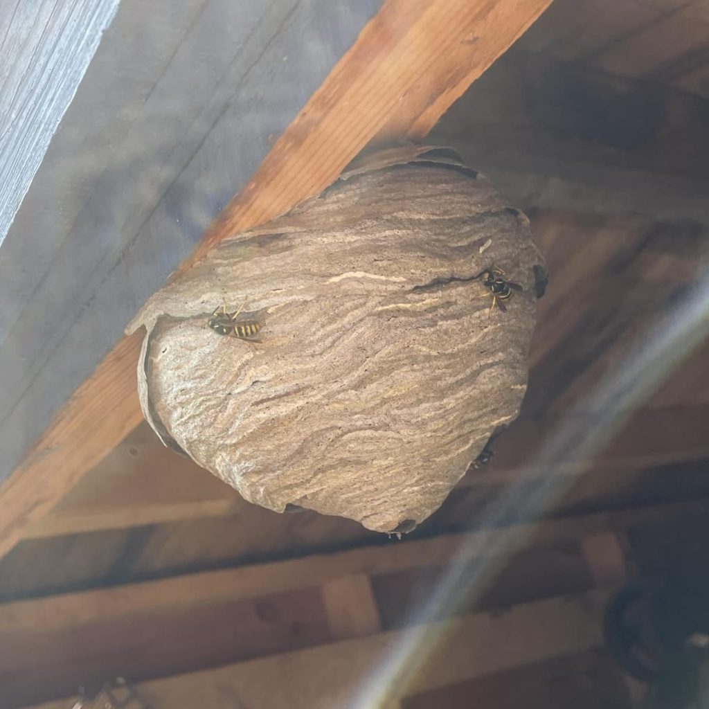 Wasp nest in a shed with wasp crawling on it