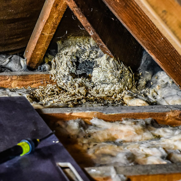 Wasp Nest In Attic