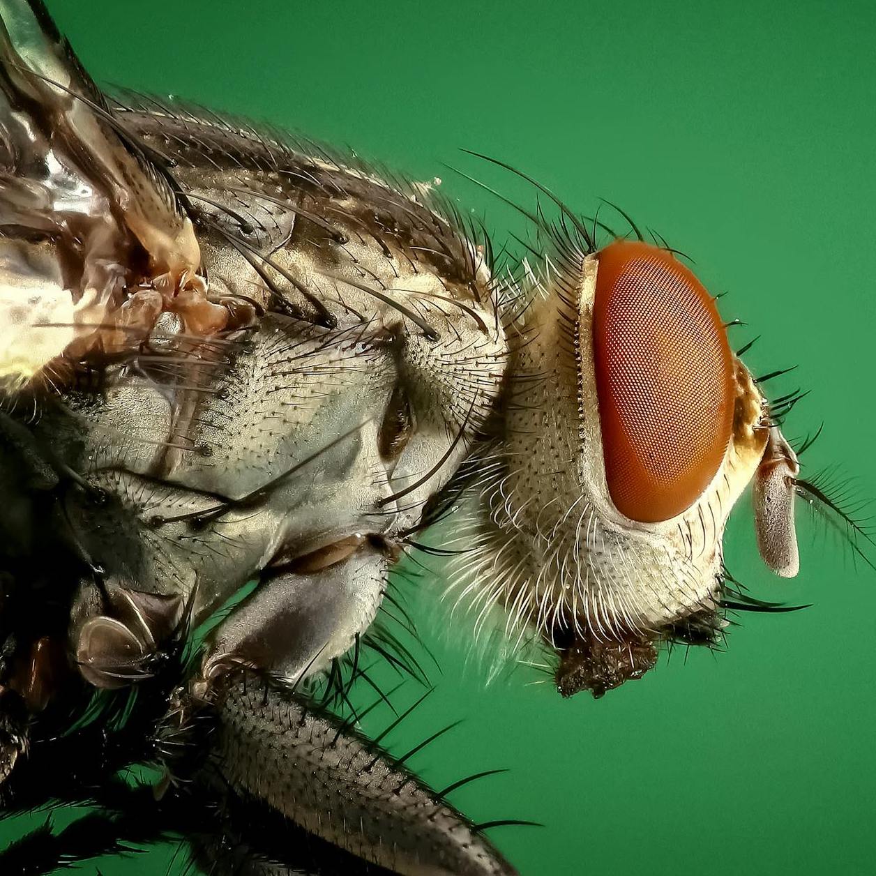 close up image of a fly