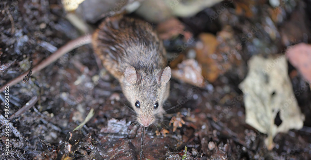 House mouse in dirt