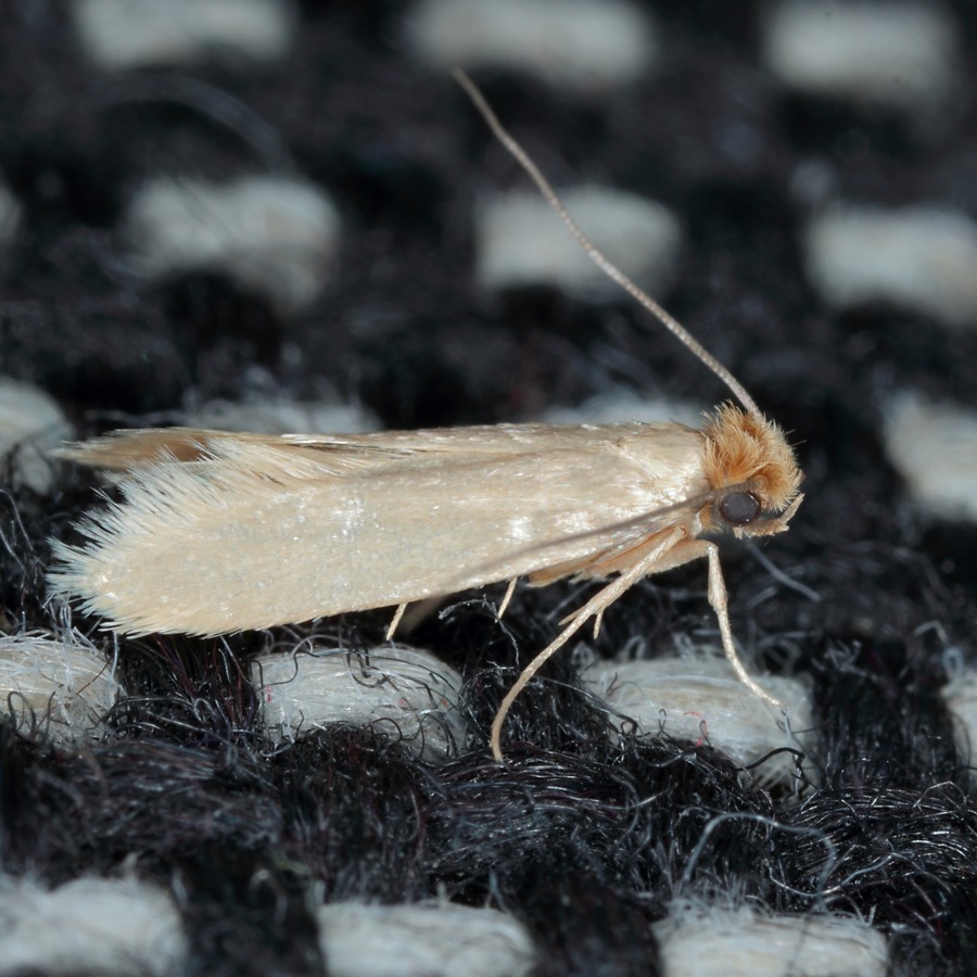 A common clothes moth on fabric