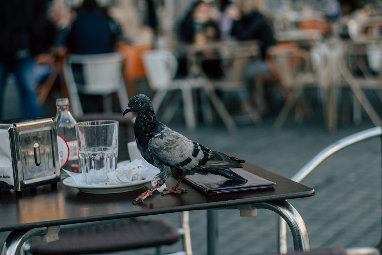 Pigeon on a cafe table