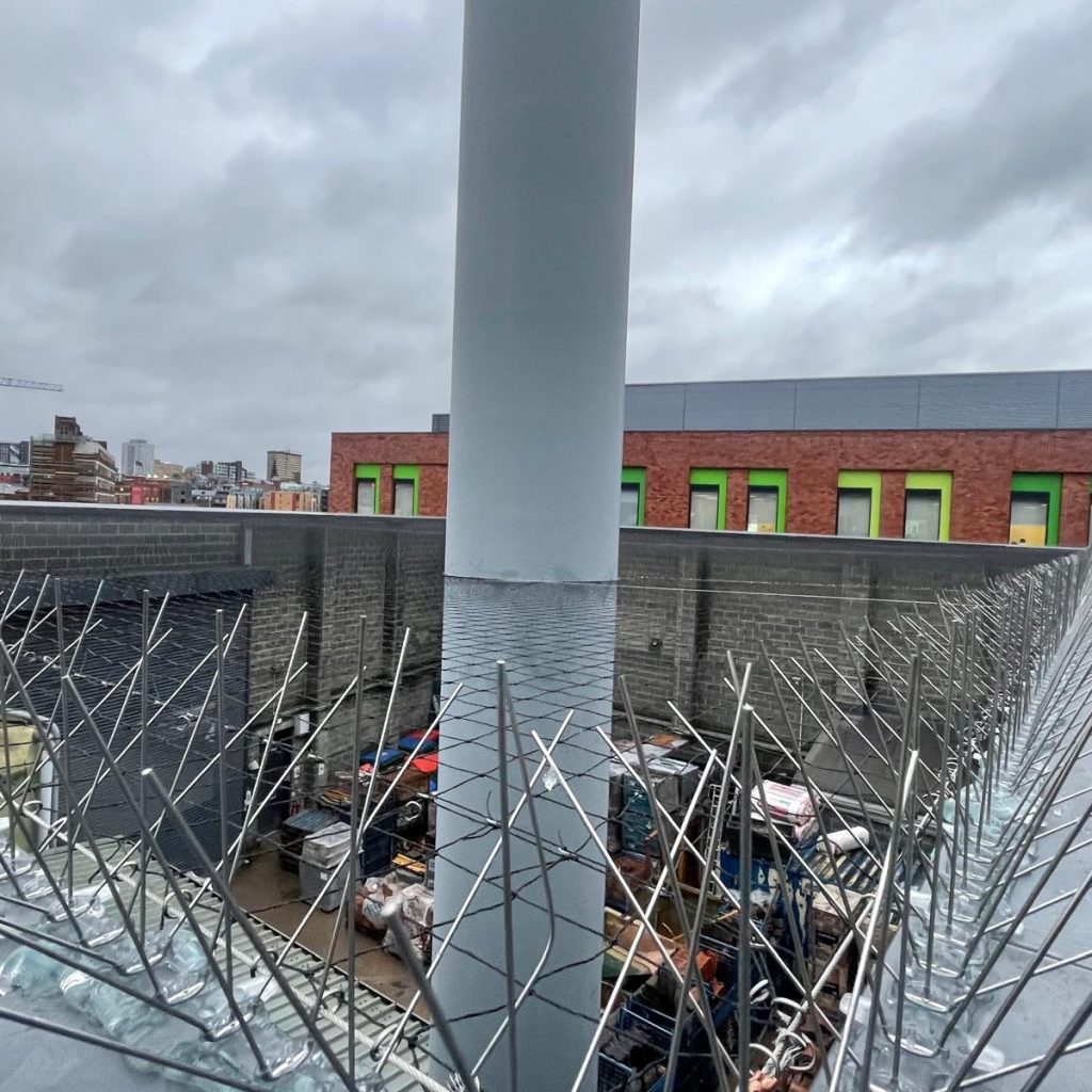 Pigeon spikes and netting