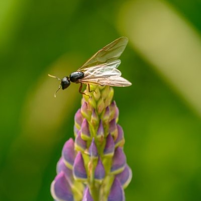Flying ant on a flower