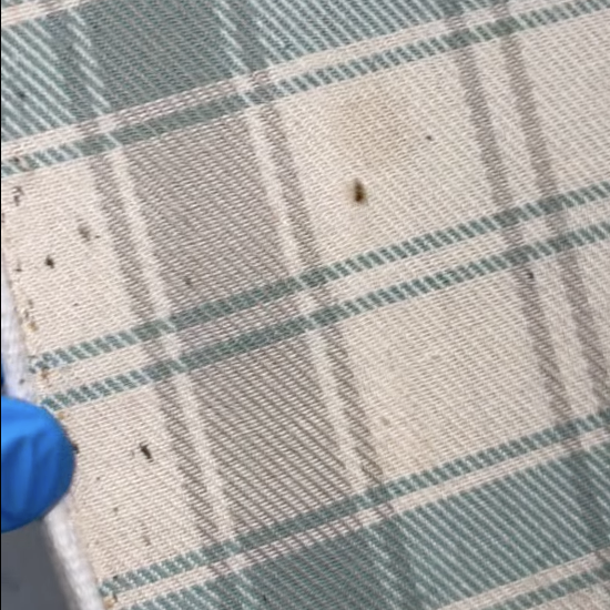 Bed bugs on a mattress