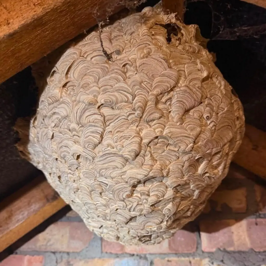 Wasp nest in an attic