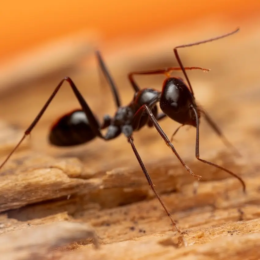 Black Ant