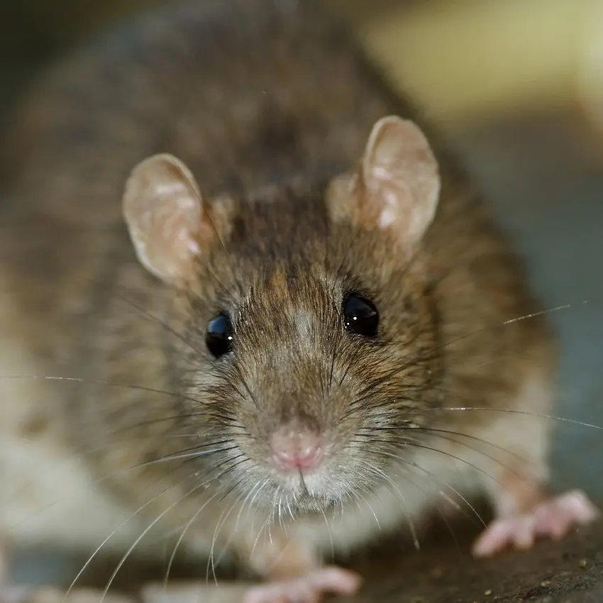 Brown rat