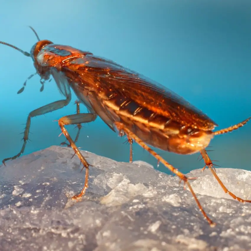 German Cockroach