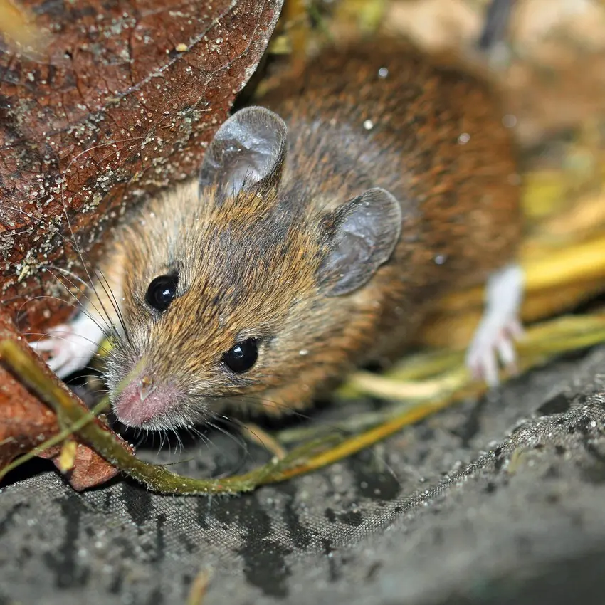 House Mouse