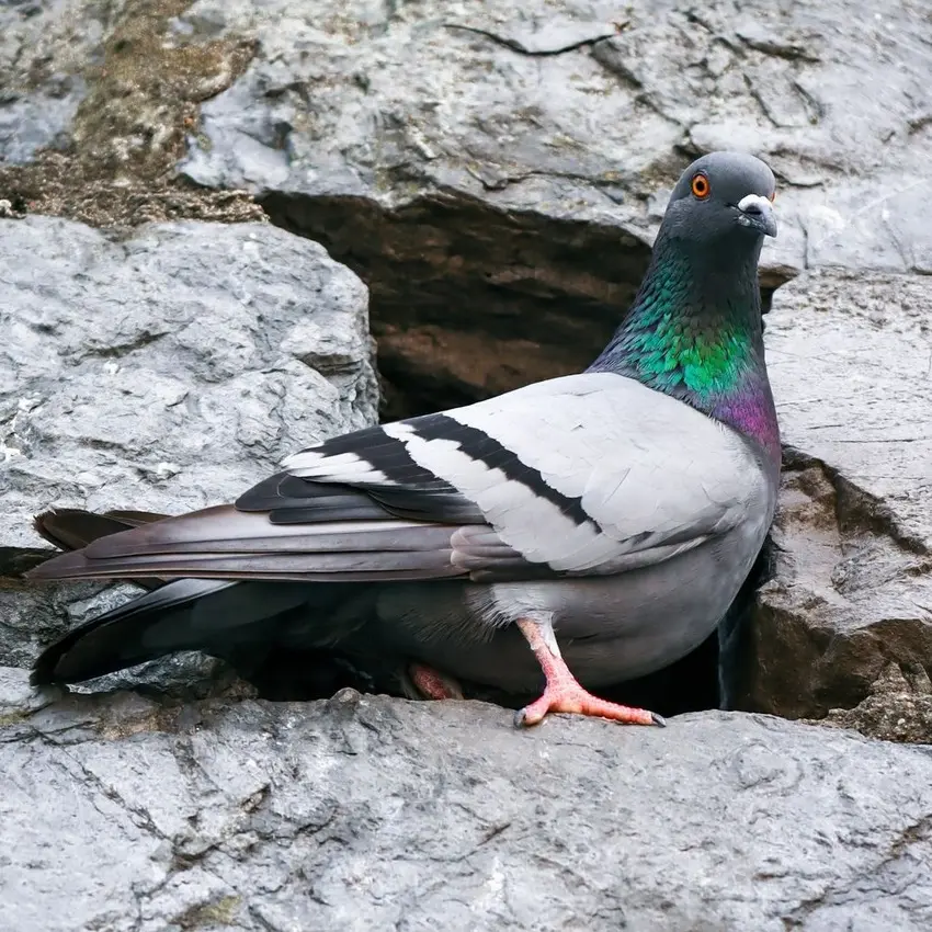 Pigeon sat on a ledge