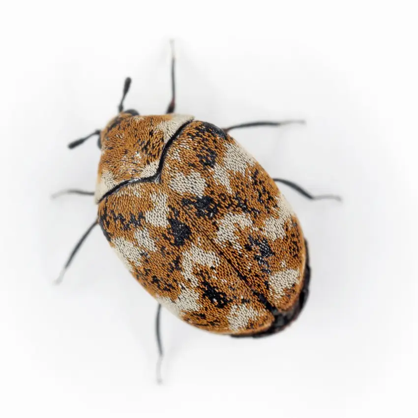 Variegated Carpet Beetle